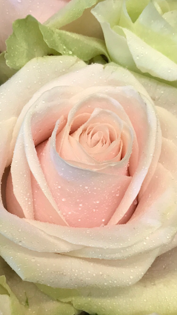 the florist 6