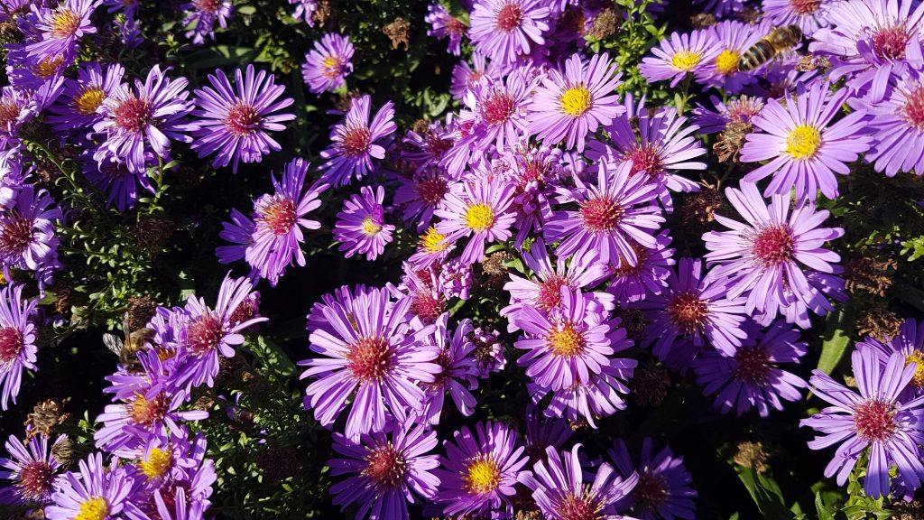 20181010_133218(0)