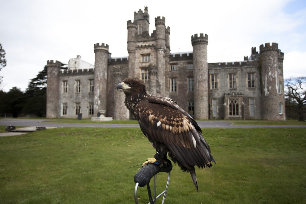 Falconry at the Vale Resort