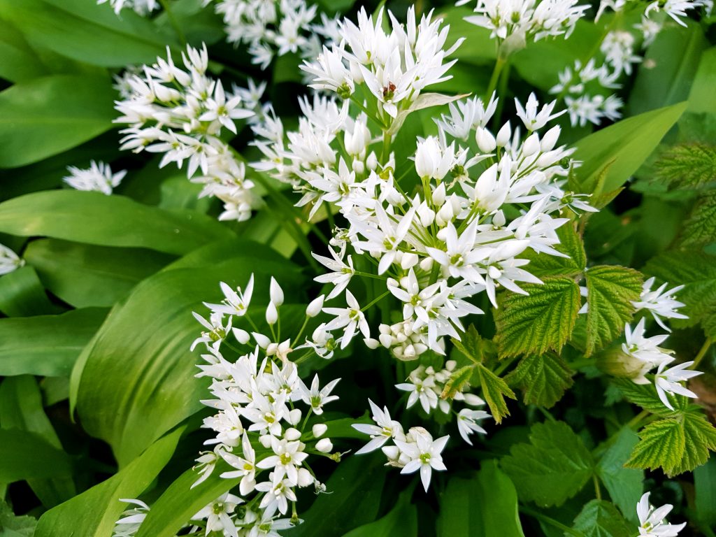 Wild Garlic VoG