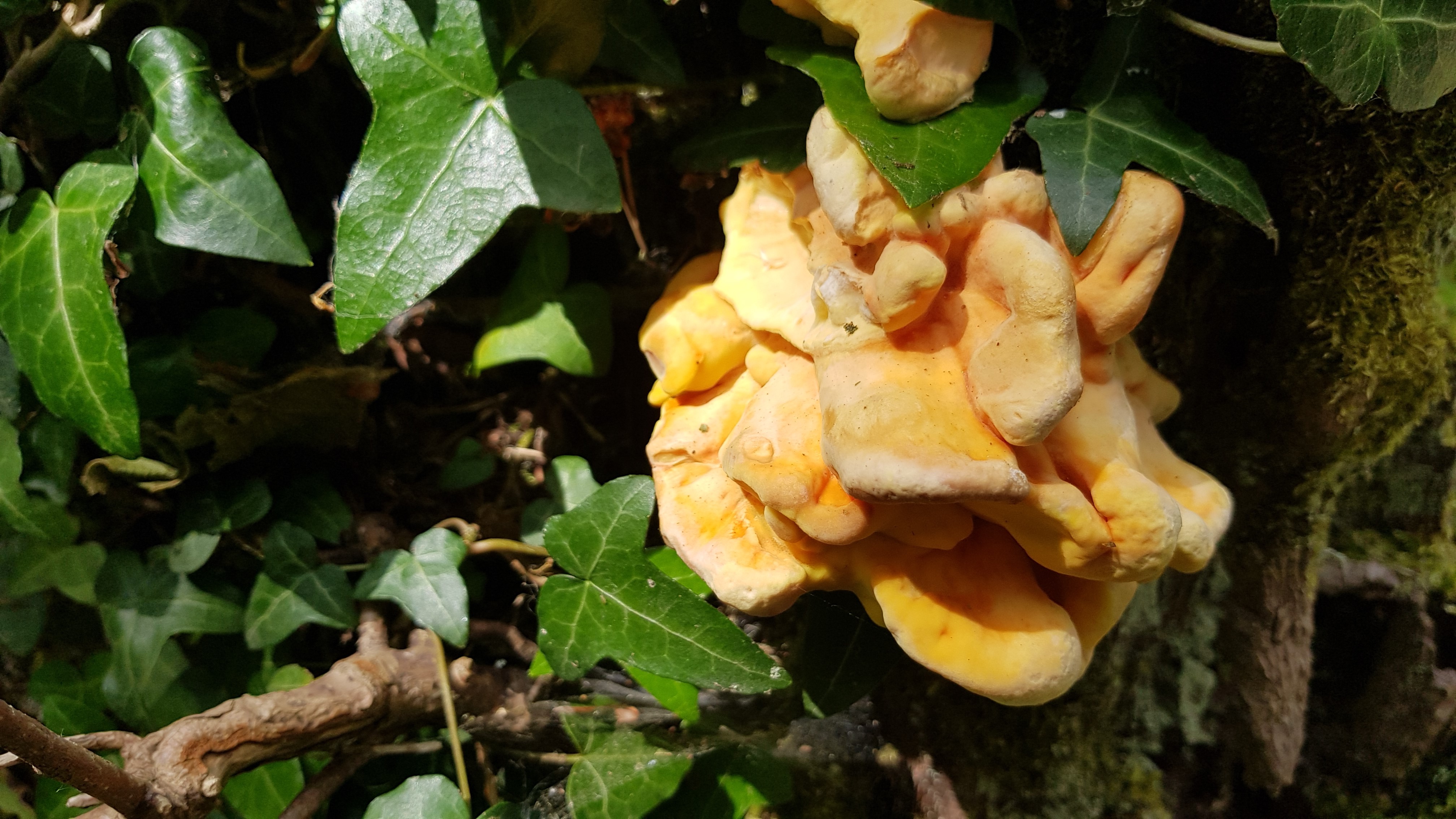 Fungi Of The Vale: Chicken Of The Woods