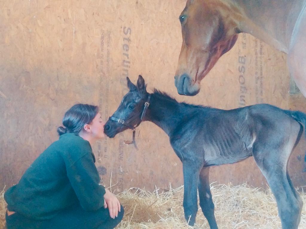 foal