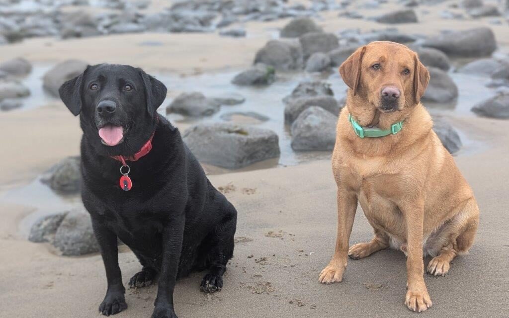 Vale Solicitors: The Lab Report