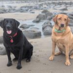Vale Solicitors: The Lab Report