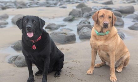 Vale Solicitors: The Lab Report