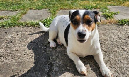 Posh Pawz, Rhoose: Grooming To Perfection