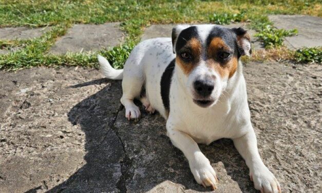 Posh Pawz, Rhoose: Grooming To Perfection