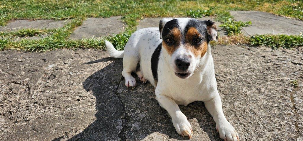 Posh Pawz, Rhoose: Grooming To Perfection
