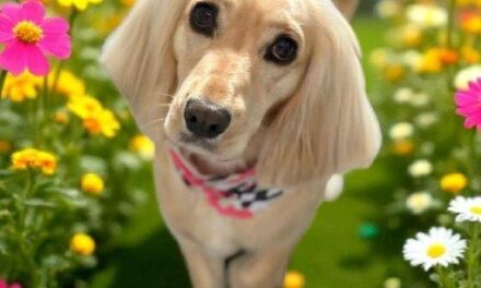 Posh Pawz Salon & Spa, Rhoose