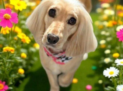 Posh Pawz Salon & Spa, Rhoose